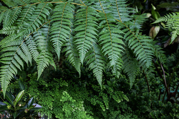 fern leaves