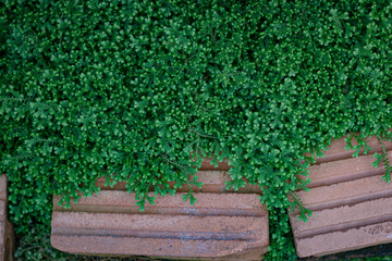 ivy on the wall