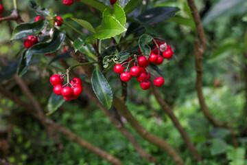 red berries on a branch