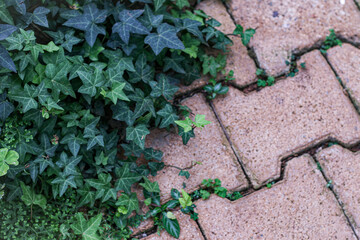Stone block walk way with fern in the garden