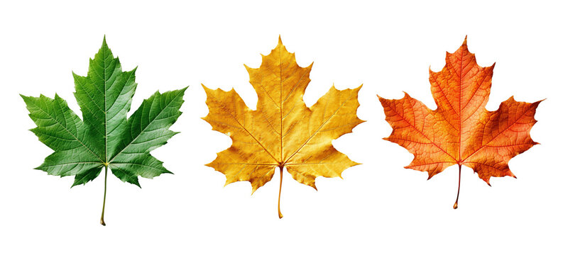 dry orange maple leaf isolated on a white or transparent background, thanksgiving overlay mockup, evolution of leafs drying, change concept, colorful leaves set