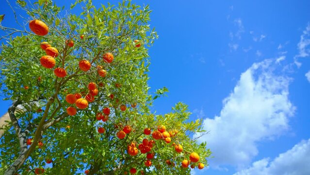 Orange in Soller, Mallorca, Spain
