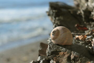 Little shell lies on a rock. Background - sea waves.