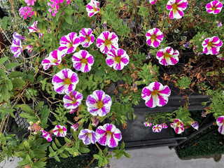 Close up photo of petunia flower. Blurred background.