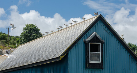 Fototapeta na wymiar Seagulls on a wooden house