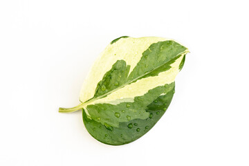 Exotic 'Epipremnum Aureum N'Joy' pothos leaf on a white isolated background