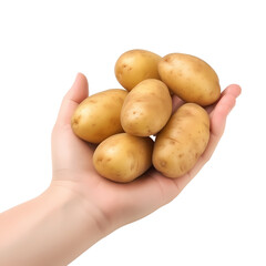 hand holding raw potatoes isolated on transparent background