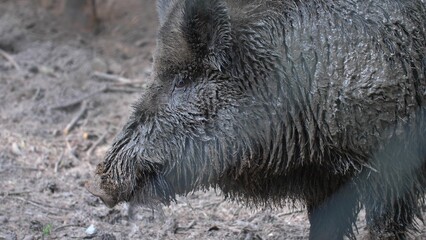Wild Boars Resting in Forest Mud