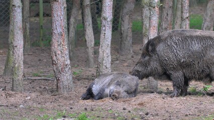 Wild Boars Resting in Forest Mud