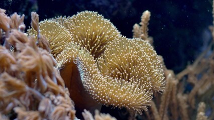 Colorful Corals Polyps on Shallow Water Coral Reef Close-up