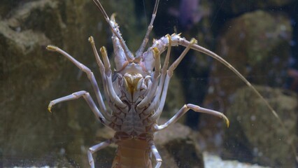 Colorful Langouste Rock Lobster Underwater
