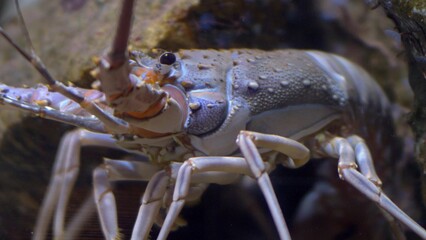 Colorful Langouste Rock Lobster Underwater