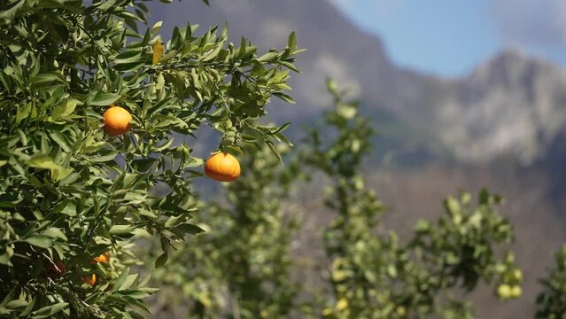 Orange in Soller, Mallorca, Spain