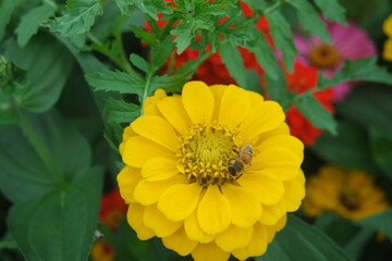 A Honey bee On A Yellow Zinnia Elegans Flower