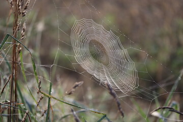Spinnennetz