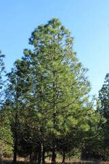 Beautiful young pine. USA.