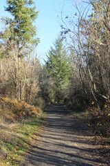 Unpaved footpath in the park. USA.