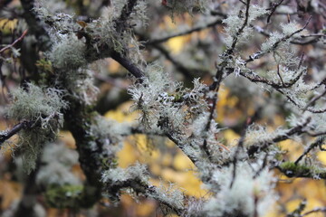 Gray moss on the branches of a tree. Macro. USA.