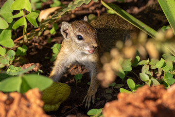 Ein Buschhörnchen frontal schaut aus der Vegetation