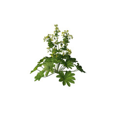 Fototapeta premium Alchemilla vulgaris, Lady's mantle, wildflowers, light for daylight, easy to use, 3d render, isolated