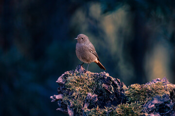 Black redstart