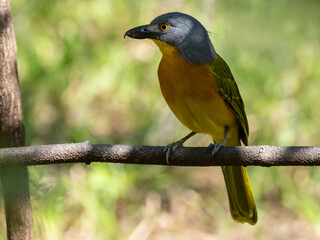 Ein Graukopfwürger auf einem Ast sitzend in der Seitenansicht © HPE