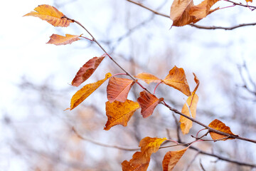Brown leaves and orange dry leaves on a tree branch in autumn