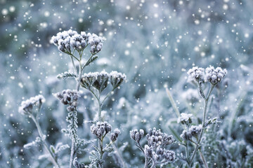 Frost-covered plants in a meadow during a snowfall with a blurred background