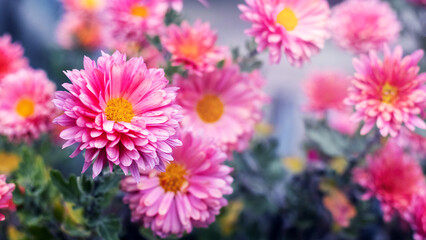 Pink dahlias in the garden against a blurred background in autumn.