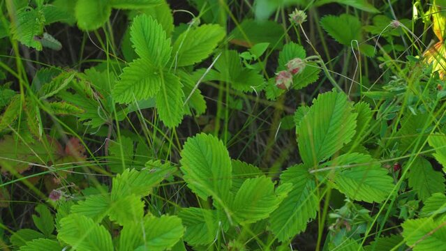 Female Hand Picking Wild Strawberries In The Grass.useful Forest Strawberry. Picking Berries In The Summer In The Field..