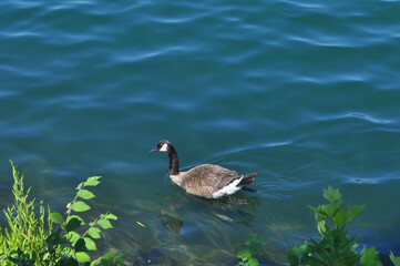 female mallard wild duck scient. name Anas platyrhynchos bird an