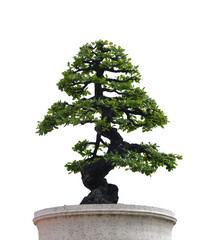 isolated bonsai tree on white background
