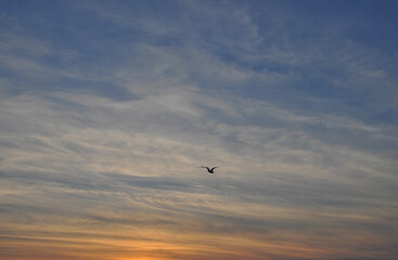 bird in the sunset