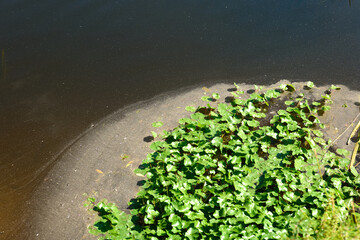 Water weeds in polluted water