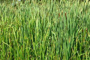 Dense patch of Bull Rush reeds