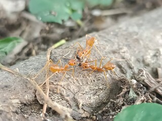 ant on the ground