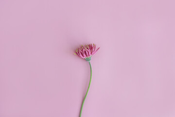 Elegant pink gerber flower on pastel pink background. Aesthetic floral simplicity composition....