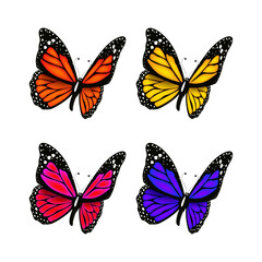 Fototapeta na wymiar Vector colorful butterfly realistic isolated on white background