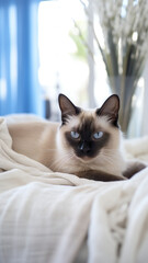 Siamese cat on the bed in the bedroom