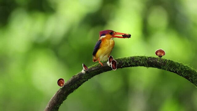 ODKF Oriental Dwarf Kingfisher or Jewel of Konkan in 4K Video at Karnala  Bird Sanctuary, Maharashtra with with its various kill to feed its younger ones. 