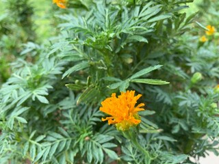 The types of flowers that can grow in Saudi Arabia are very beautiful and pleasing to the eye
