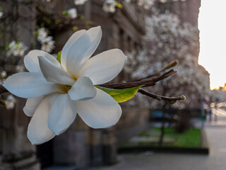 Blooming Star magnolia on branch