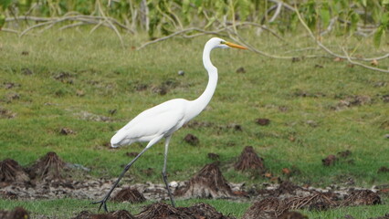 Tiruchirapalli,Tamilnadu, india- 7 august 2023  White Crane Bird on the lake waiting 