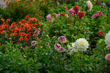 Fototapeta premium Dahlienblüte im Münsterland