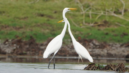 Tiruchirapalli,Tamilnadu, india- 7 august 2023 two White Crane Bird on the lake waiting for fish