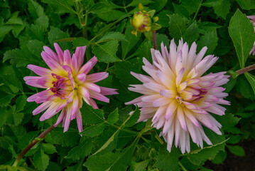 Dahlienblüte im Münsterland