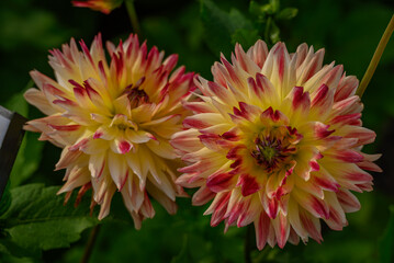 Dahlienblüte im Münsterland