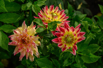 Dahlienblüte im Münsterland