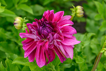 Dahlienblüte im Münsterland