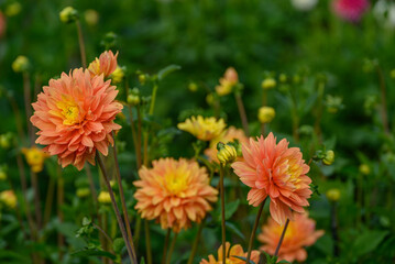 Dahlienblüte im Münsterland